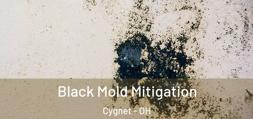  Black Mold Mitigation Cygnet - OH