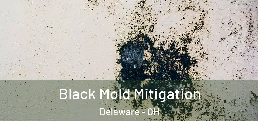  Black Mold Mitigation Delaware - OH
