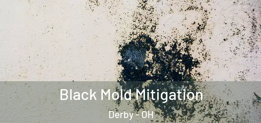  Black Mold Mitigation Derby - OH
