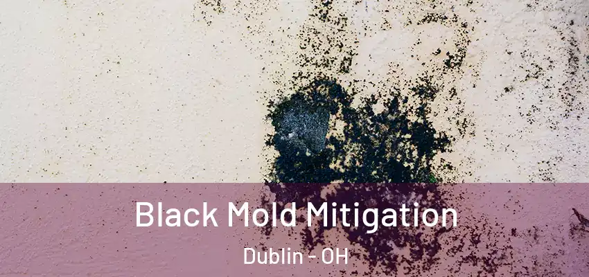  Black Mold Mitigation Dublin - OH