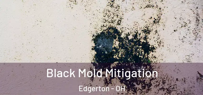  Black Mold Mitigation Edgerton - OH