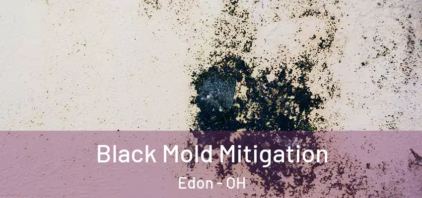  Black Mold Mitigation Edon - OH