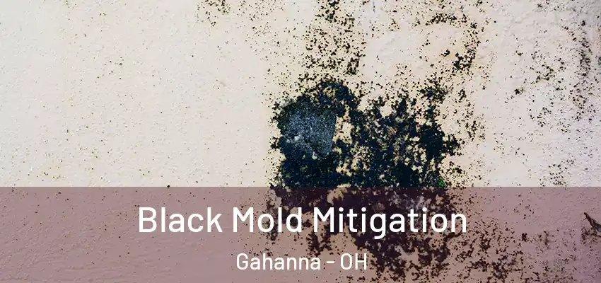  Black Mold Mitigation Gahanna - OH