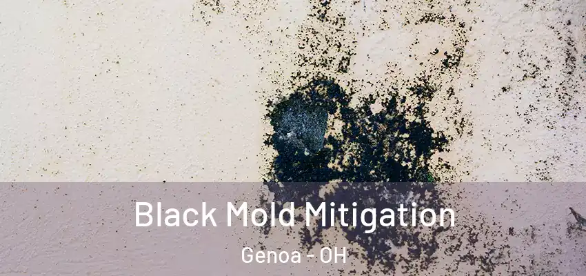  Black Mold Mitigation Genoa - OH