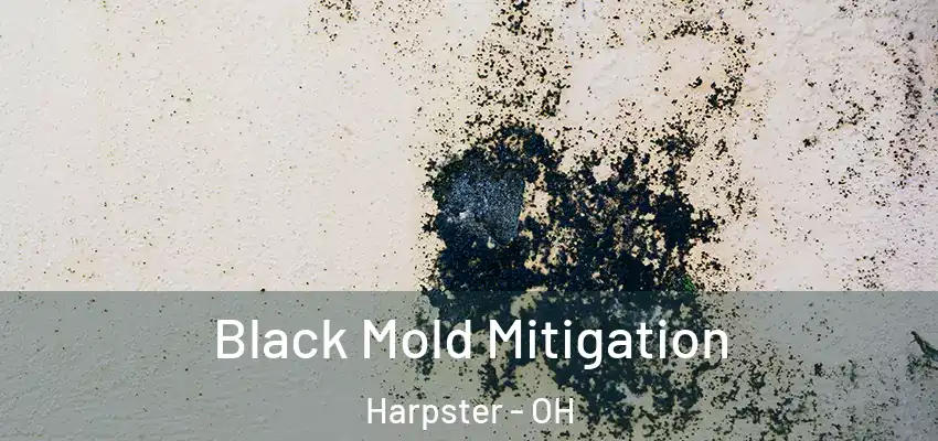  Black Mold Mitigation Harpster - OH