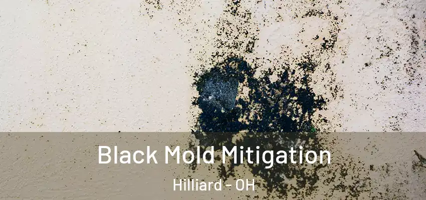  Black Mold Mitigation Hilliard - OH