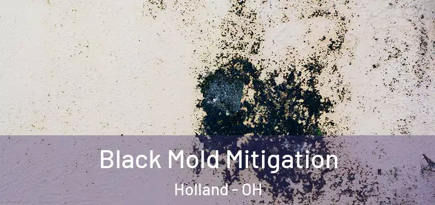 Black Mold Mitigation Holland - OH