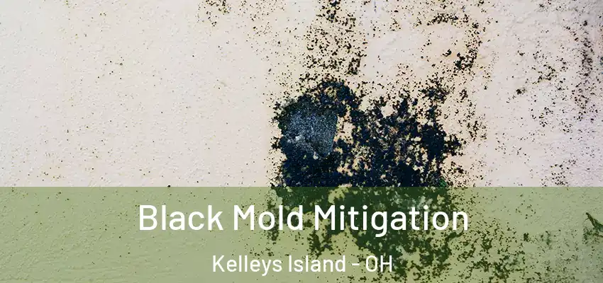  Black Mold Mitigation Kelleys Island - OH