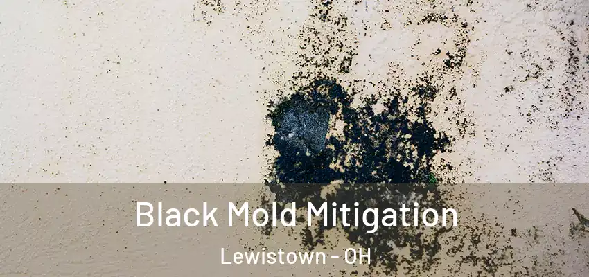  Black Mold Mitigation Lewistown - OH
