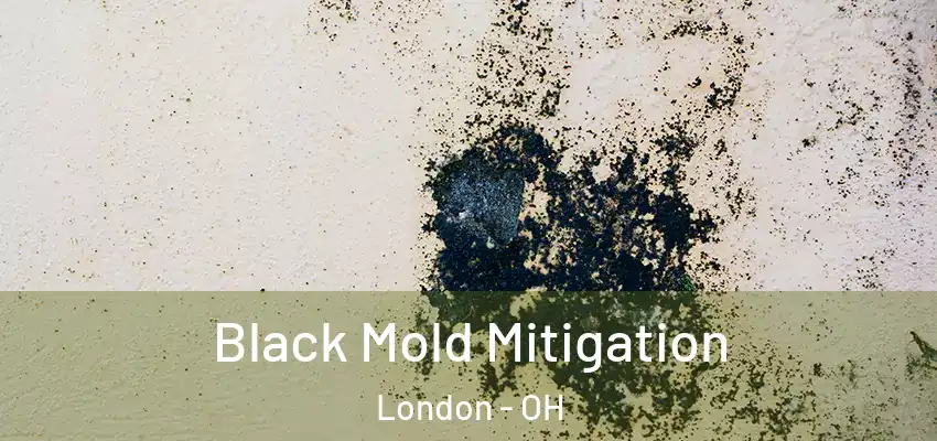  Black Mold Mitigation London - OH