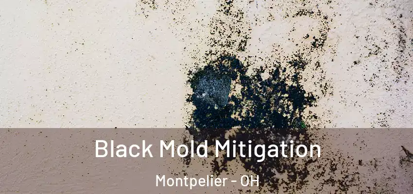  Black Mold Mitigation Montpelier - OH