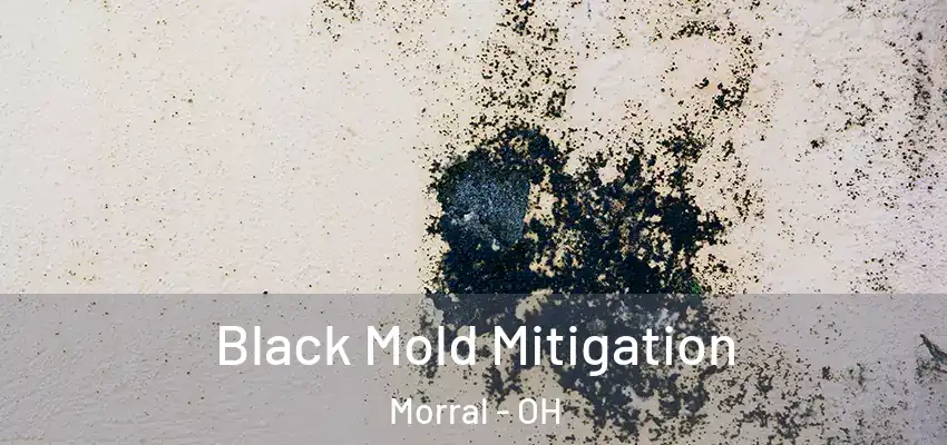  Black Mold Mitigation Morral - OH