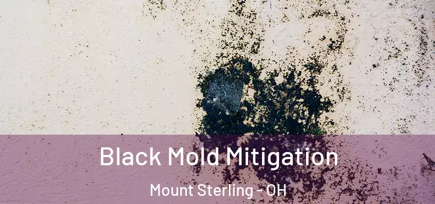  Black Mold Mitigation Mount Sterling - OH
