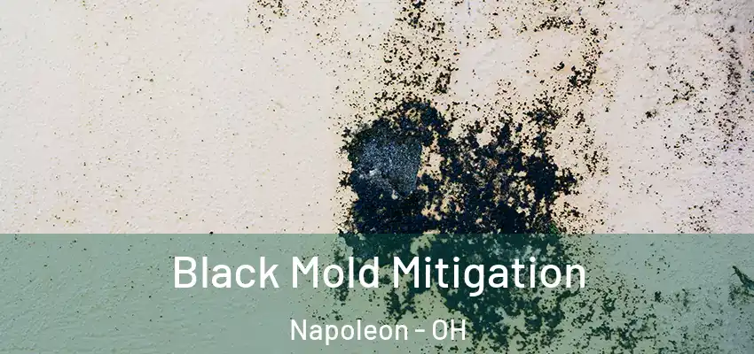  Black Mold Mitigation Napoleon - OH