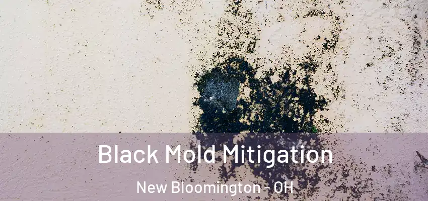  Black Mold Mitigation New Bloomington - OH
