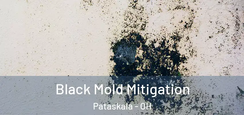  Black Mold Mitigation Pataskala - OH