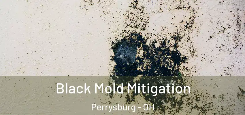  Black Mold Mitigation Perrysburg - OH