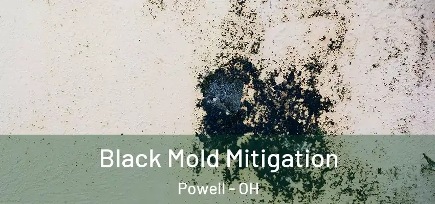  Black Mold Mitigation Powell - OH