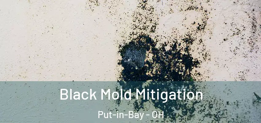  Black Mold Mitigation Put-in-Bay - OH