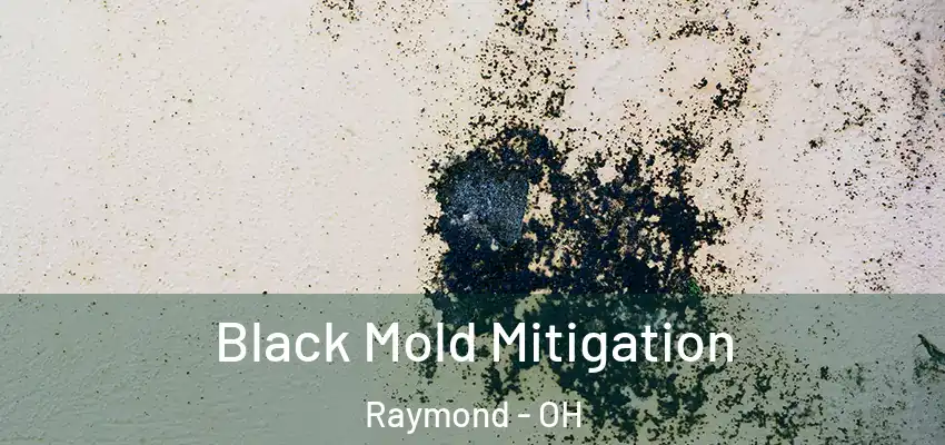  Black Mold Mitigation Raymond - OH