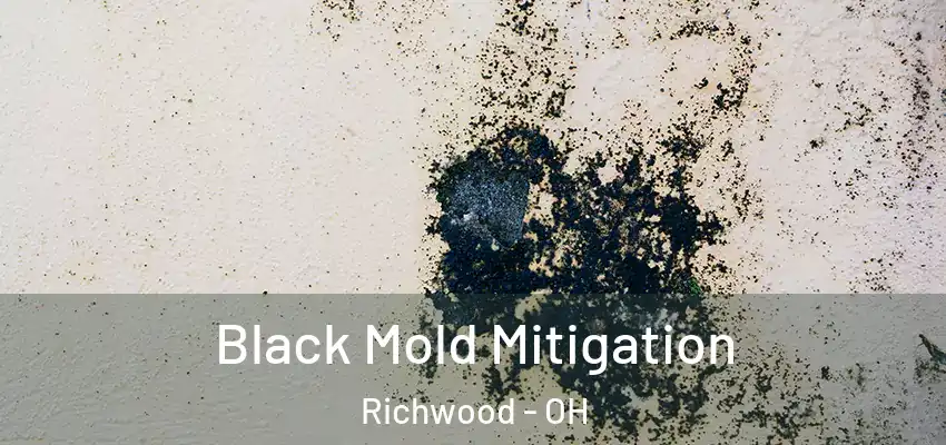  Black Mold Mitigation Richwood - OH