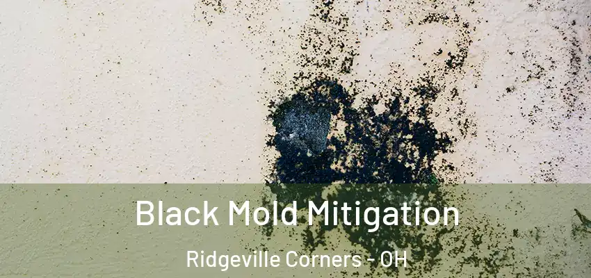  Black Mold Mitigation Ridgeville Corners - OH