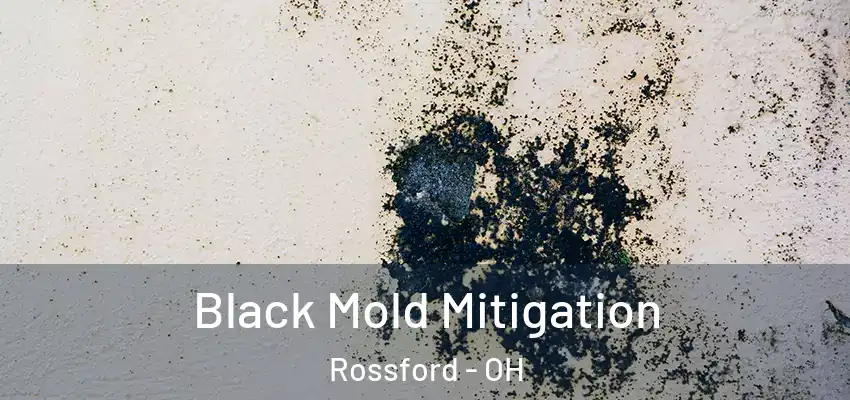 Black Mold Mitigation Rossford - OH