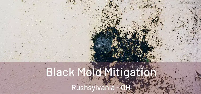  Black Mold Mitigation Rushsylvania - OH