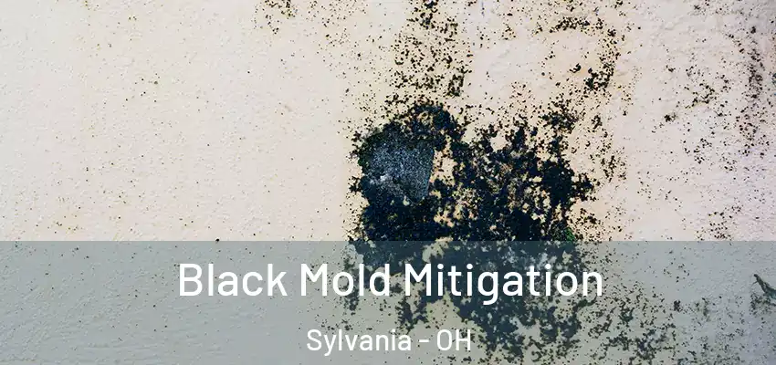  Black Mold Mitigation Sylvania - OH
