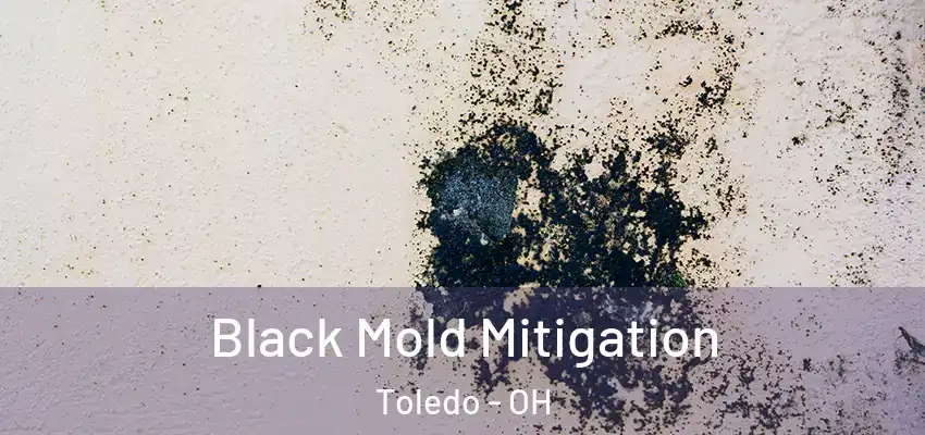  Black Mold Mitigation Toledo - OH