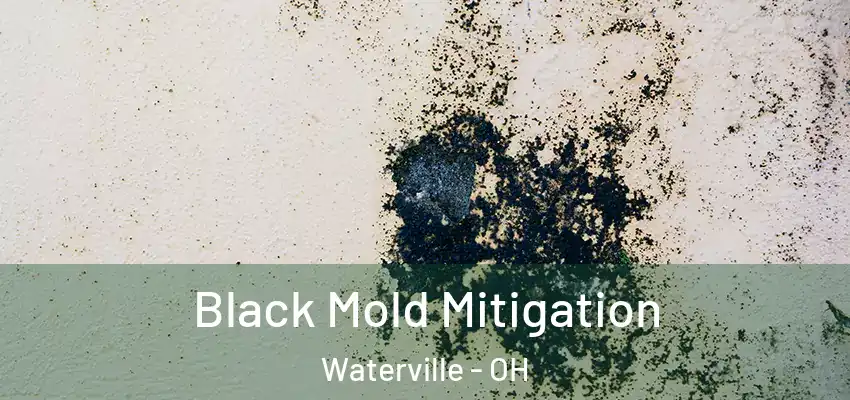  Black Mold Mitigation Waterville - OH