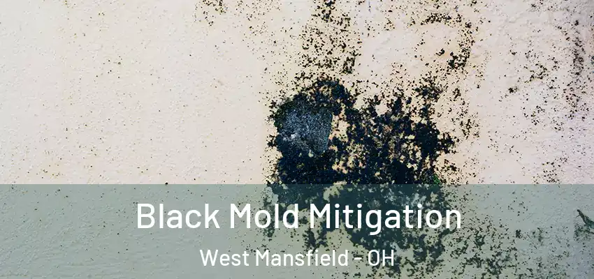  Black Mold Mitigation West Mansfield - OH