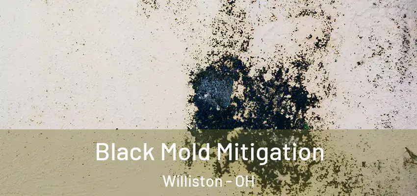  Black Mold Mitigation Williston - OH
