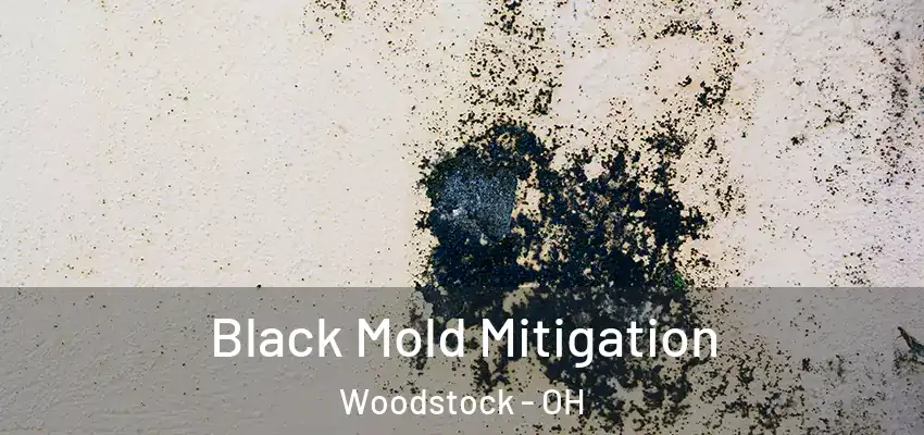  Black Mold Mitigation Woodstock - OH