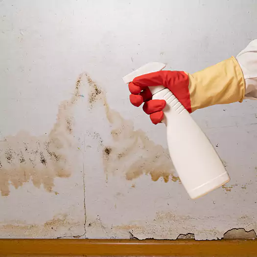 Trusted Black Mold Mitigation Specialists in Carey, OH
