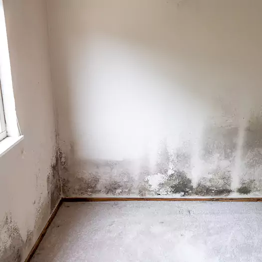 Trusted Mold Cleanup Specialists in Carey, OH