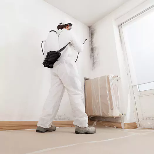 Trusted Mold Damage Experts in Carey, OH