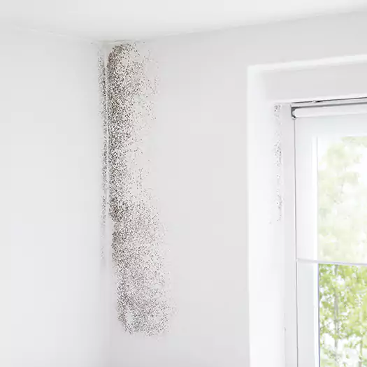 Trusted Mold Eradication Professionals Serving in Carey, OH