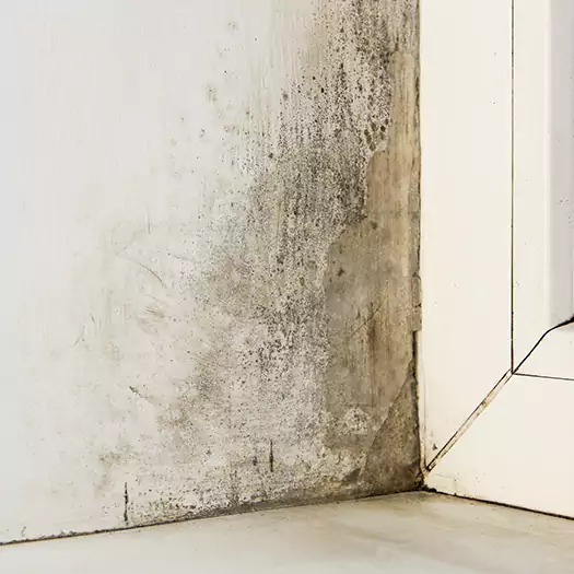 Skilled Mold on Drywall Experts in Carey, OH