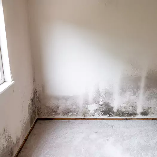 Trusted Mold on the Wall Experts in Carey, OH