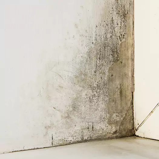 #1 Mold Remediation and Removal Experts in Carey, OH