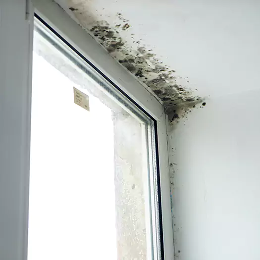 Reliable Mold Treatment Specialists in Carey, OH