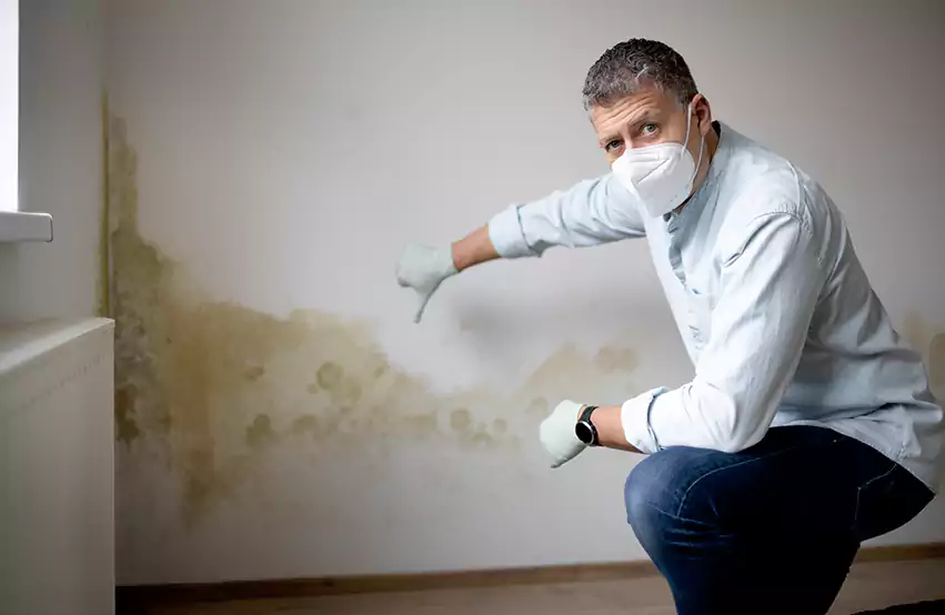 Mold Removal in Carey, OH