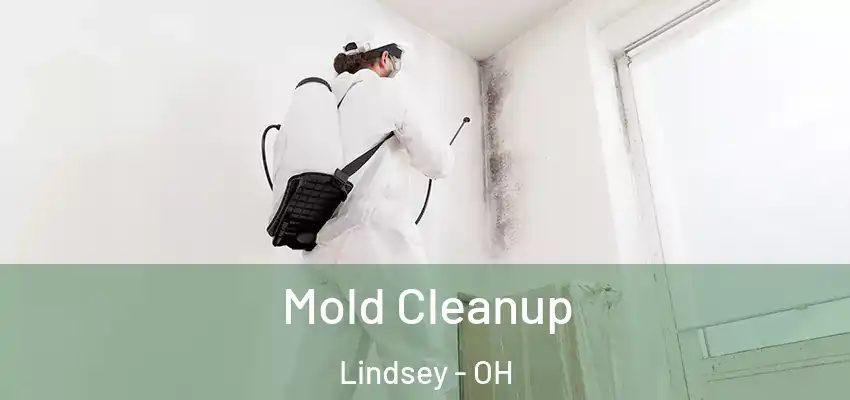  Mold Cleanup Lindsey - OH