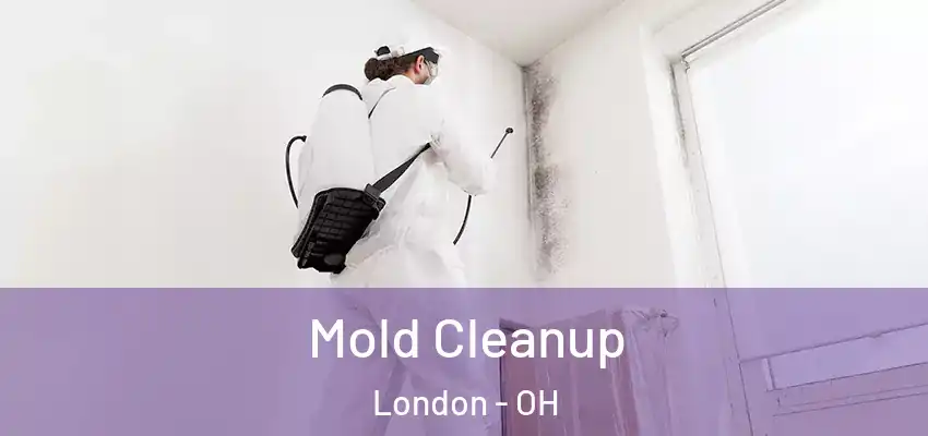  Mold Cleanup London - OH