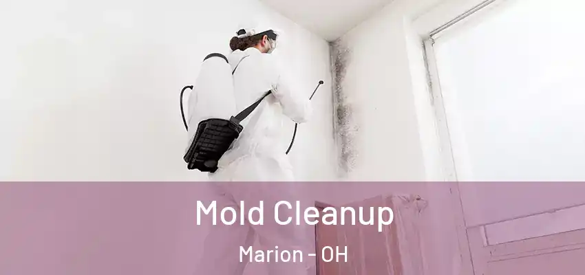  Mold Cleanup Marion - OH