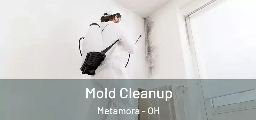  Mold Cleanup Metamora - OH
