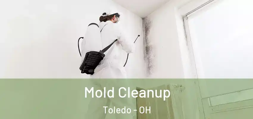  Mold Cleanup Toledo - OH