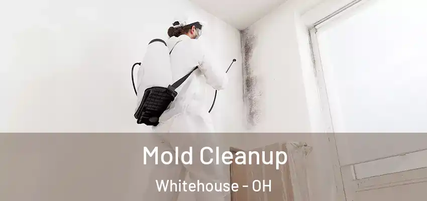  Mold Cleanup Whitehouse - OH