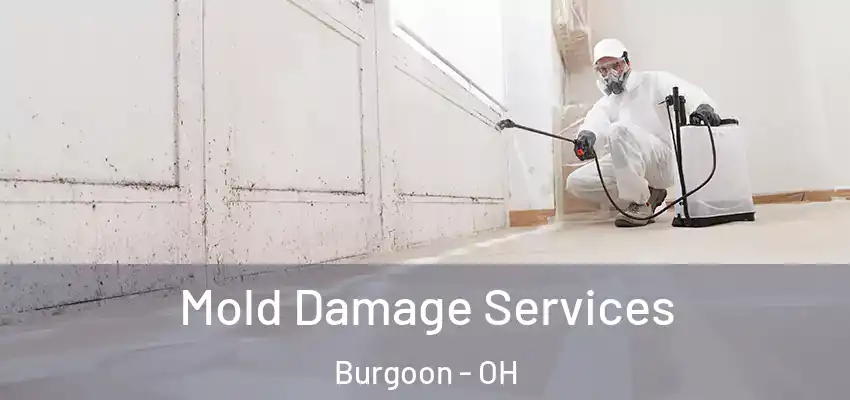  Mold Damage Services Burgoon - OH